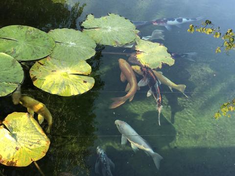 6965 Shepard Mesa Rd, Carpinteria, CA 93013 photo 24