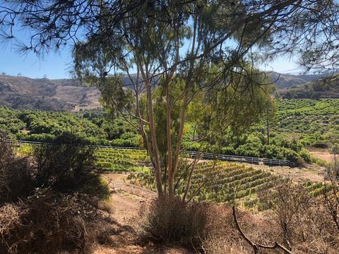 6965 Shepard Mesa Rd, Carpinteria, CA 93013 photo 25