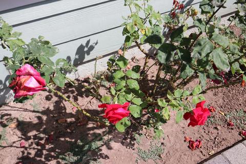 1472 Eucalyptus St, Carpinteria, CA 93013 photo 17