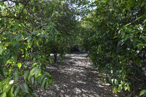 1615 Mcnell Rd, Ojai, CA 93023 photo 18
