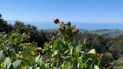 2097 Refugio Rd, Goleta, CA 93117 photo 23