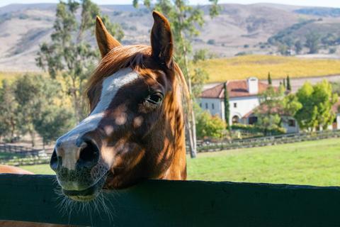 2075 Vineyard View Ln, Lompoc, CA 93436 photo 58