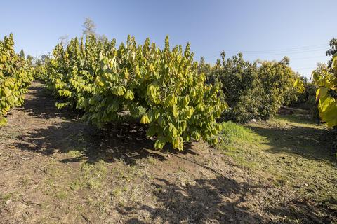 4244 Foothill Rd, Carpinteria, CA 93013 photo 30