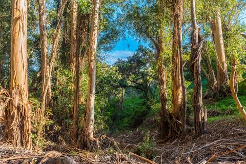 3600 Foothill Rd, Carpinteria, CA 93013 photo 75