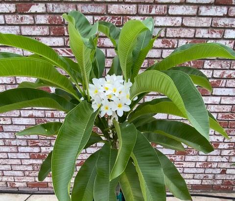 floraです 12386 Linda Flora Dr, Ojai, CA 93023 | 47 Photos - Movoto
