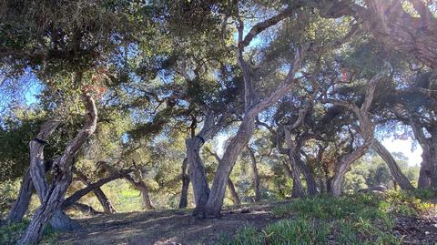 619 Burning Tree Way, Lompoc, CA 93436 photo 28