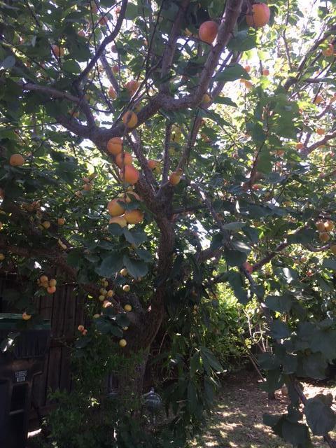 225 N I St, Lompoc, CA 93436 photo 12
