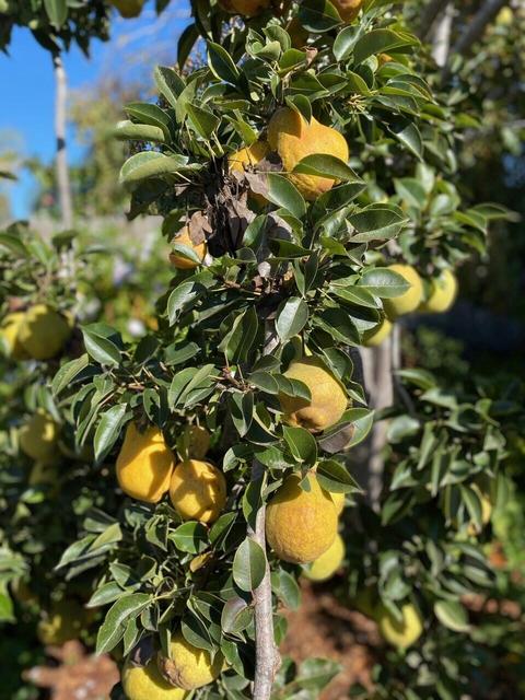 225 N I St, Lompoc, CA 93436 photo 22