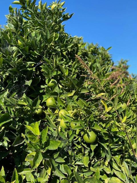 225 N I St, Lompoc, CA 93436 photo 28