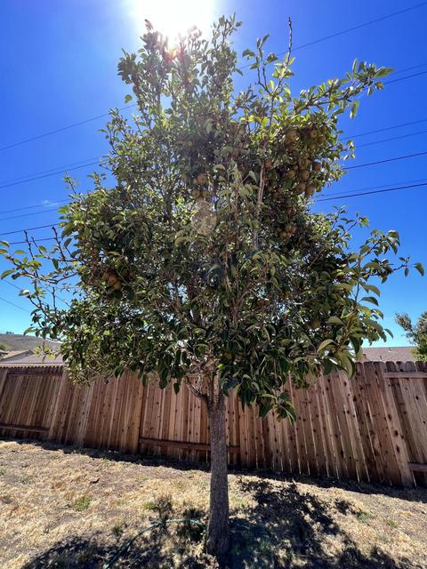 325 Amherst Pl, Lompoc, CA 93436 photo 37