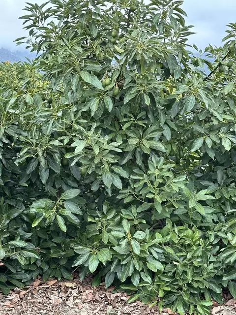 6500 Casitas Pass Rd, Carpinteria, CA 93014