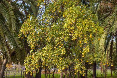 711 Drown Ave, Ojai, CA 93023 photo 38