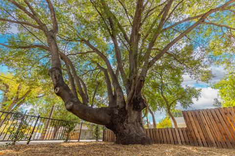 711 Drown Ave, Ojai, CA 93023 photo 39