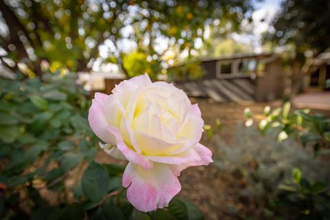711 Drown Ave, Ojai, CA 93023 photo 44