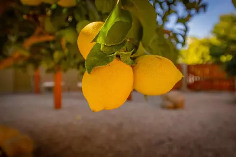 1270 Foothill Rd, Ojai, CA 93023 photo 43