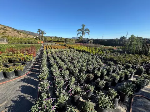 3376 Foothill Rd, Carpinteria, CA 93013 photo 54