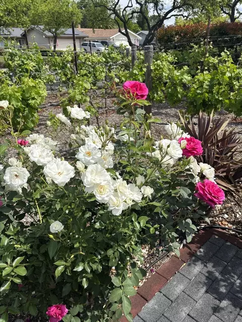 Other - 2124 Creekside Dr, Solvang, CA 93463 photo 1 of 7