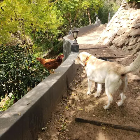 Other - 330 E Mountain Dr, Montecito, CA 93108 photo 8 of 8