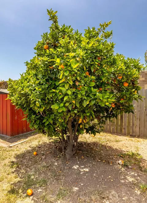 Exterior - 4801 Nipomo Dr, Carpinteria, CA 93013 photo 7 of 7