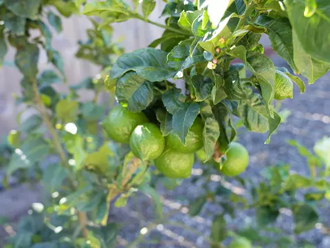 Other - 232 Vega Ave, Lompoc, CA 93436 photo 3 of 4