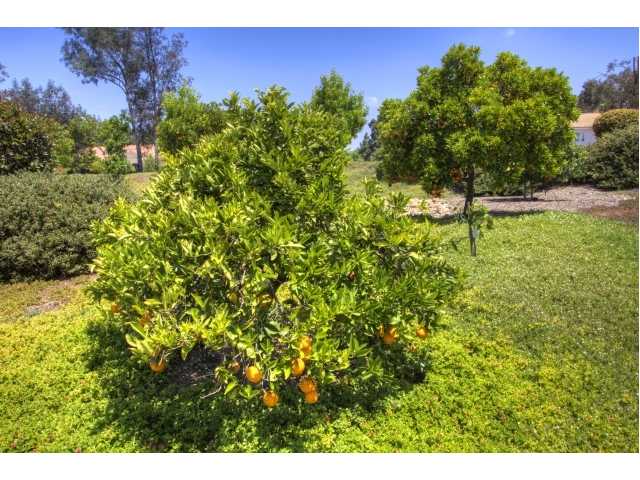 12233 Malabar Dr, Poway, CA 92064 photo 24