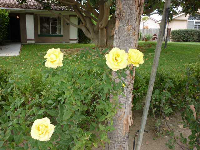 5540 Daybreak Ct, Oceanside, CA 92057 photo 9