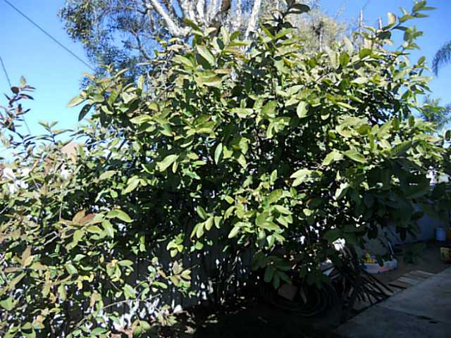 886 S Beech Ave, Chula Vista, CA 91911 photo 16