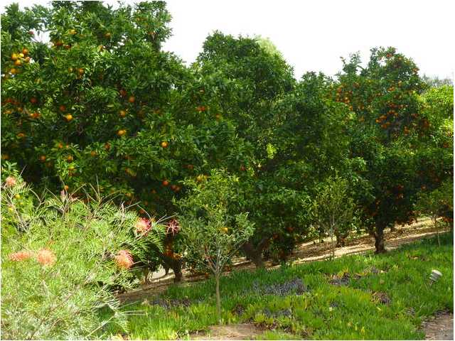 481 Skyline Cir, Fallbrook, CA 92028 photo 23