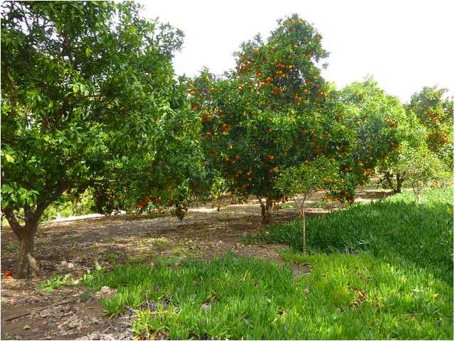 481 Skyline Cir, Fallbrook, CA 92028 photo 25