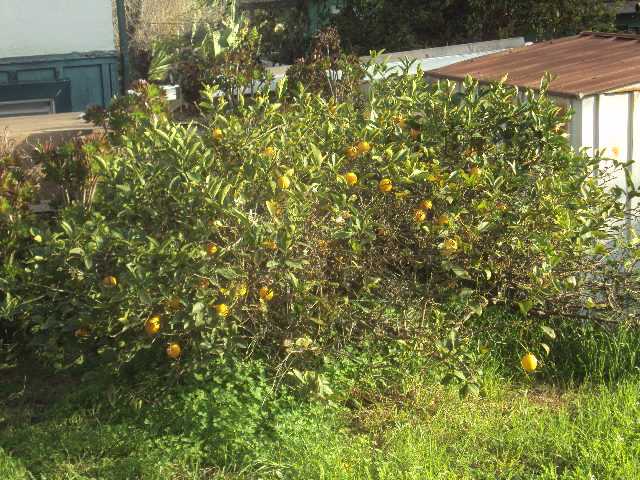 2033 El Prado Ave, Lemon Grove, CA 91945 photo 16
