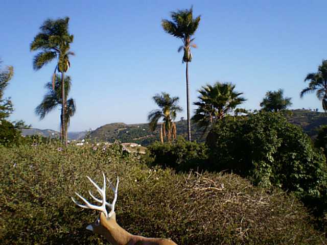 1130 Ranger Rd, Fallbrook, CA 92028 photo 12