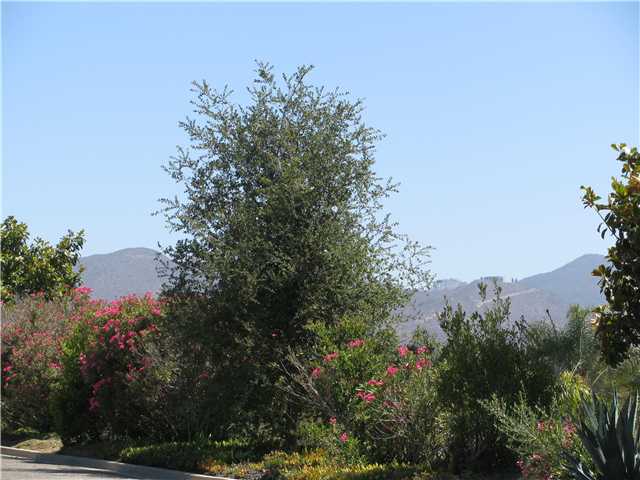 4751 Via Serra, Fallbrook, CA 92028 photo 5