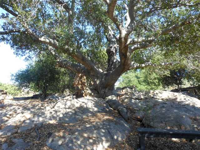 3715 Wisecarver Ln, Jamul, CA 91935 photo 15
