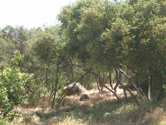 3679 Wisecarver Ln, Jamul, CA 91935 photo 17