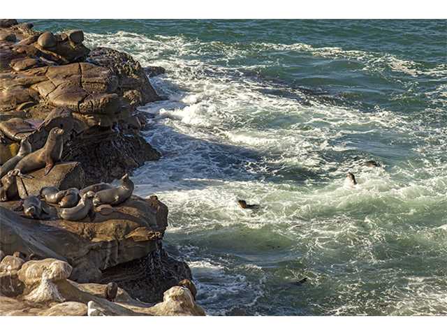 7830 E Roseland Dr, La Jolla, CA 92037 photo 21