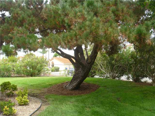 1727 Kellington Pl, Encinitas, CA 92024 photo 3