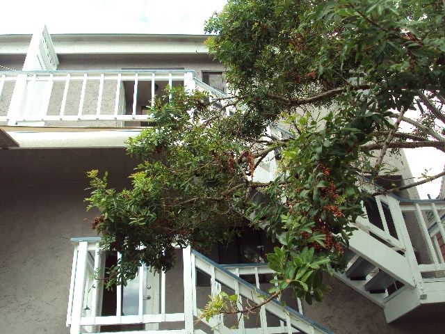 455 E Ave, Coronado, CA 92118 photo 11