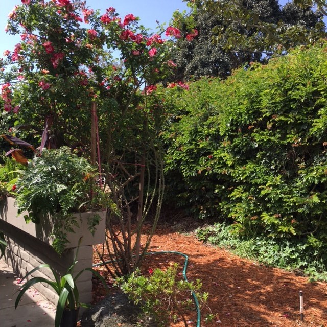 5622 Caminito Isla, La Jolla, CA 92037 photo 17