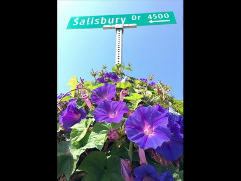 4435 Salisbury Dr, Carlsbad, CA 92010 photo 5