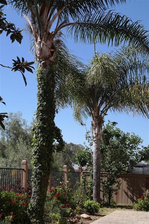 8528 Paseo Ladera, Santee, CA 92071 photo 3