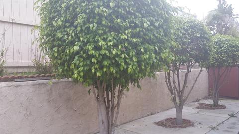 1009 E J St, Chula Vista, CA 91910 photo 22