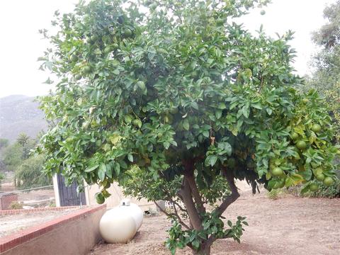3155 E Victoria Dr, Alpine, CA 91901 photo 8