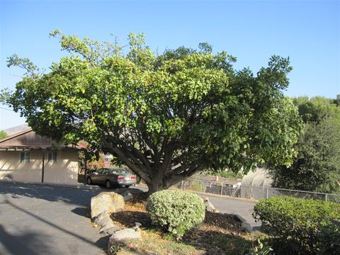 13758 Lakeview Ct, Lakeside, CA 92040 photo 22