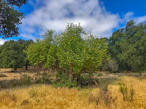 2445 La Posta Rd, Campo, CA 91906 photo 18