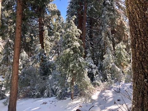 22296 Crestline Rd, Palomar Mountain, CA 92060 photo 4