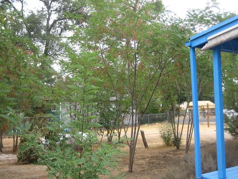 2434 Gladiola Dr, Campo, CA 91906 photo 4