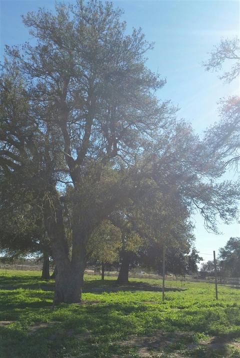 576 Tierra Del Sol Rd, Boulevard, CA 91905 photo 17