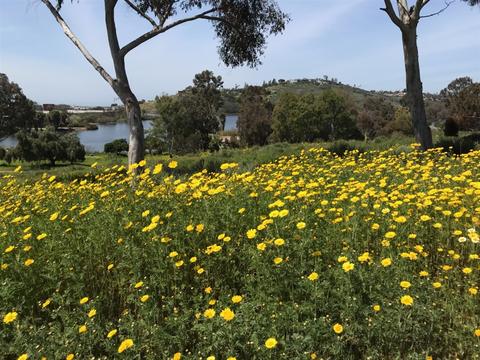5706 Baltimore Dr #340, La Mesa, CA 91942 photo 14