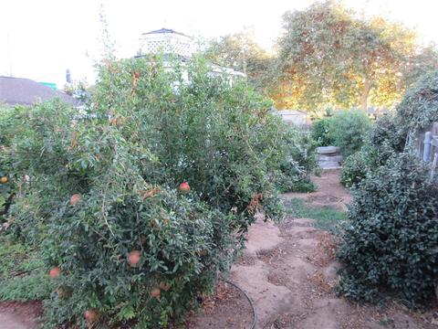 1318 E Washington Ave, Escondido, CA 92027 photo 16
