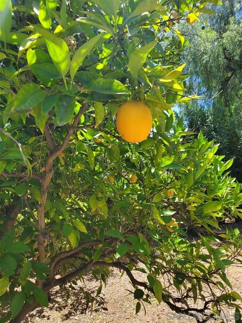 1535 Hidden Mesa Rd, El Cajon, CA 92019 photo 8